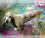 Small Photo #3 Basset Hound Puppy For Sale in Deepwater, NJ, USA