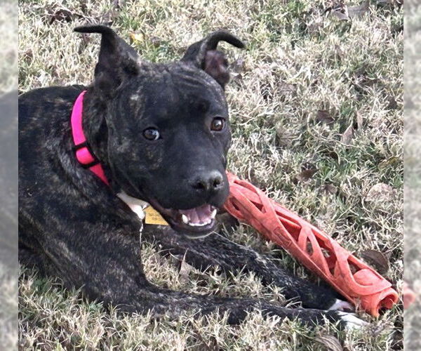 Medium Photo #1 Mutt Puppy For Sale in Oklahoma City, OK, USA