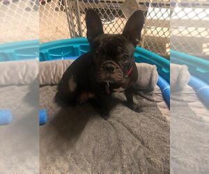Mother of the French Bulldog puppies born on 02/12/2021
