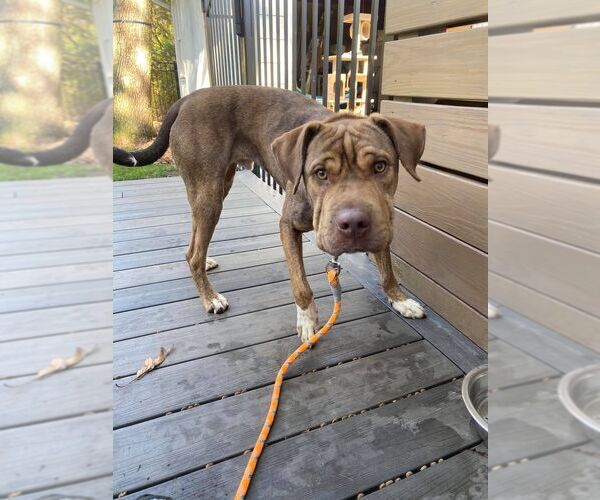 Medium Photo #1 Chinese Shar-Pei-Unknown Mix Puppy For Sale in Woodbury, NY, USA