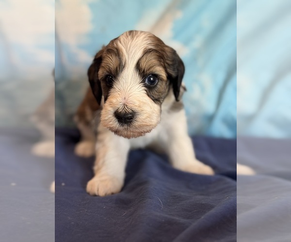 Medium Photo #6 Bernedoodle (Miniature) Puppy For Sale in LONGMONT, CO, USA