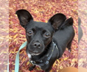 Chihuahua-Unknown Mix Dogs for adoption in Bellevue, WA, USA