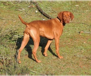 Vizsla Puppy for sale in RAMONA, CA, USA