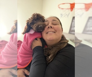 Australian Labradoodle Puppy for sale in WINDSOR, SC, USA