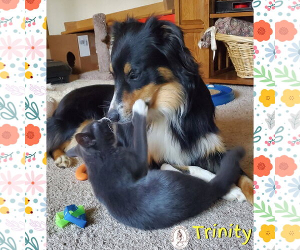 Medium Photo #2 Australian Shepherd Puppy For Sale in Red Lodge, MT, USA