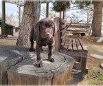 Small Photo #3 Labrador Retriever Puppy For Sale in SANTA CLARITA, CA, USA
