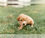 Small Photo #18 Goldendoodle Puppy For Sale in FREDERICA, DE, USA
