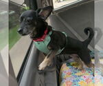 Small Photo #22 Mutt Puppy For Sale in Philadelphia, PA, USA