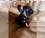 Small #5 French Bulldog