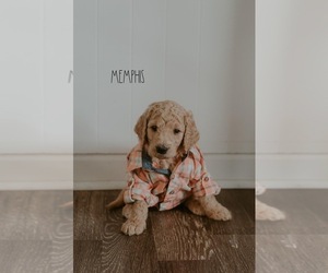 Goldendoodle-Poodle (Standard) Mix Puppy for sale in EATON, IN, USA