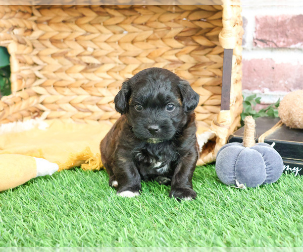 Medium Photo #8 ShihPoo Puppy For Sale in SYRACUSE, IN, USA
