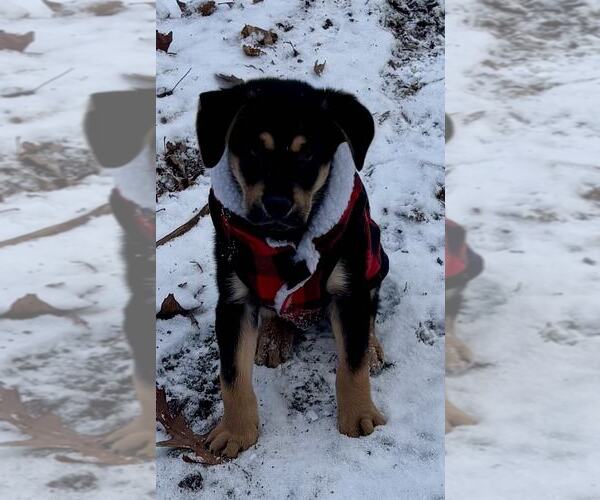 Medium Photo #4 Australian Shepherd-Unknown Mix Puppy For Sale in Mechanicsburg, PA, USA