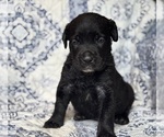 Small #3 Cane Corso
