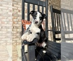 Small #6 Labrador Retriever-Miniature Australian Shepherd Mix