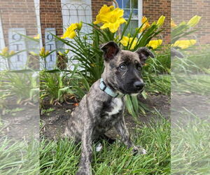 Shepradors Dogs for adoption in Germantown, OH, USA