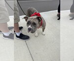 Small #4 Bulldog Mix