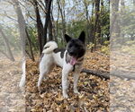 Small #3 Akita Mix