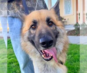 German Shepherd Dog Dogs for adoption in Alameda, CA, USA