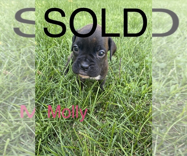 Medium Photo #8 Boxer Puppy For Sale in KIMMELL, IN, USA