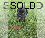 Small Photo #8 Boxer Puppy For Sale in KIMMELL, IN, USA