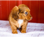 Small #8 Dachshund