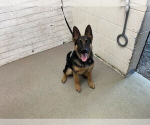 German Shepherd Dog Dogs for adoption in San Bernardino, CA, USA