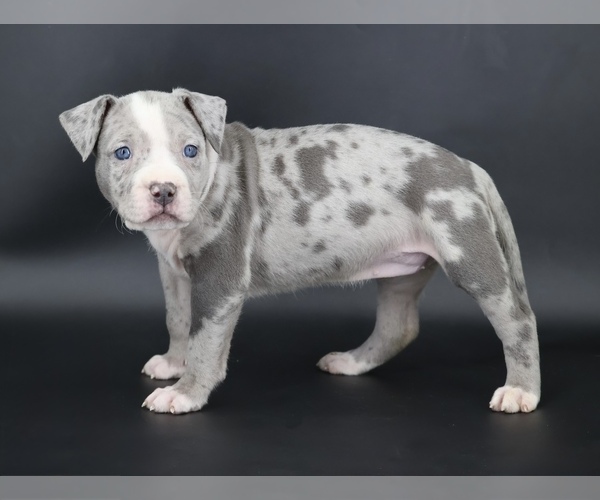 Medium Photo #1 American Bully Puppy For Sale in CHAMPAIGN, IL, USA