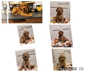 Golden Retriever Litter for sale in GLENDALE, AZ, USA