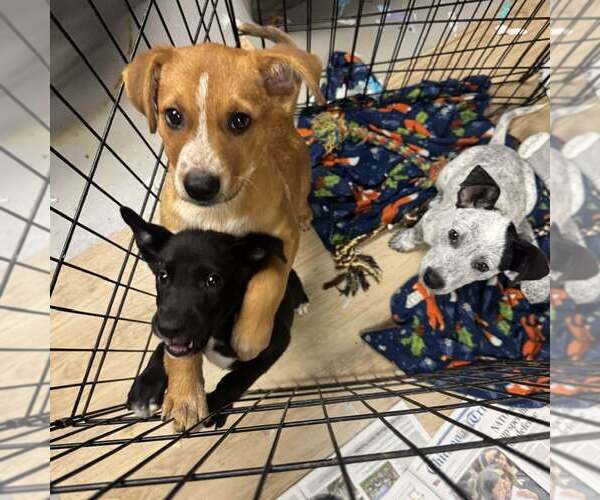 Medium Photo #5 Mutt Puppy For Sale in Mundelein, IL, USA