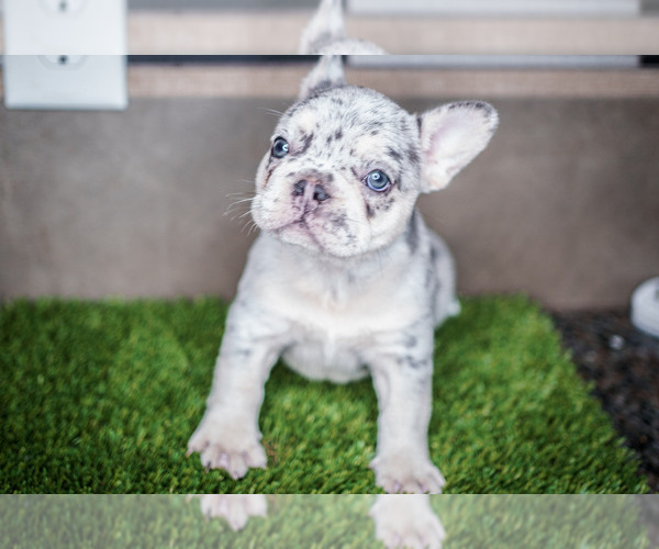 Medium Photo #1 French Bulldog Puppy For Sale in GREENSBORO, NC, USA