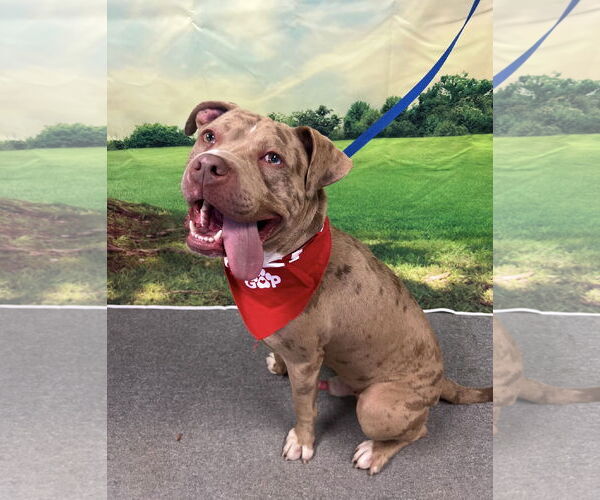 Medium Photo #3 Bullypit Puppy For Sale in Euless, TX, USA