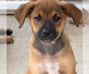 Bluetick Coonhound Dogs for adoption in Bolivar, MO, USA