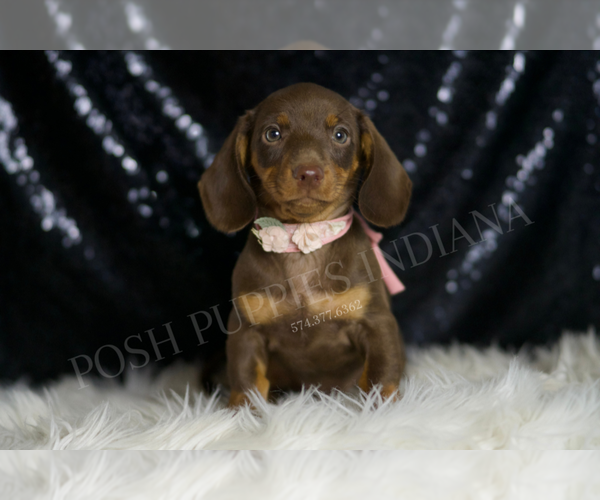 Medium Photo #57 Dachshund Puppy For Sale in WARSAW, IN, USA