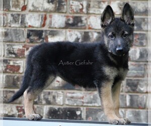 German Shepherd Dog Puppy for sale in GREENVILLE, TX, USA