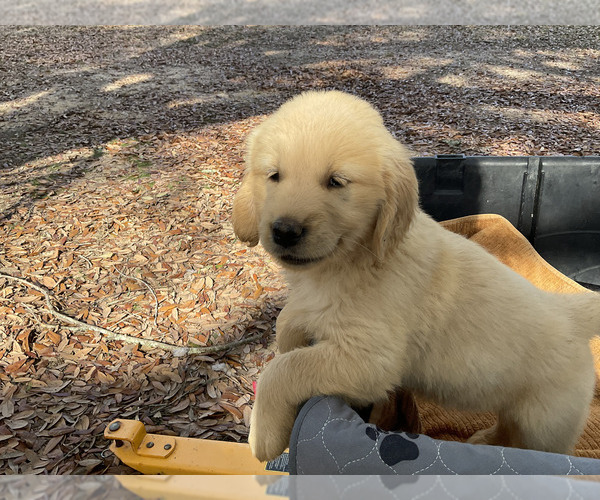 Medium Photo #8 Golden Retriever Puppy For Sale in CAMILLA, GA, USA
