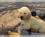 Small Photo #8 Golden Retriever Puppy For Sale in CAMILLA, GA, USA