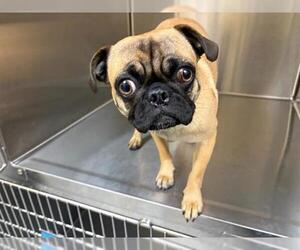 Pug Dogs for adoption in Orange, CA, USA