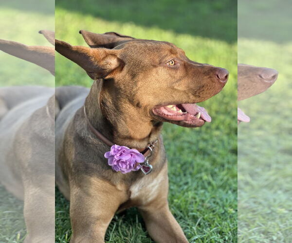 Medium Photo #6 Doberman Pinscher-German Shepherd Dog Mix Puppy For Sale in Valrico, FL, USA