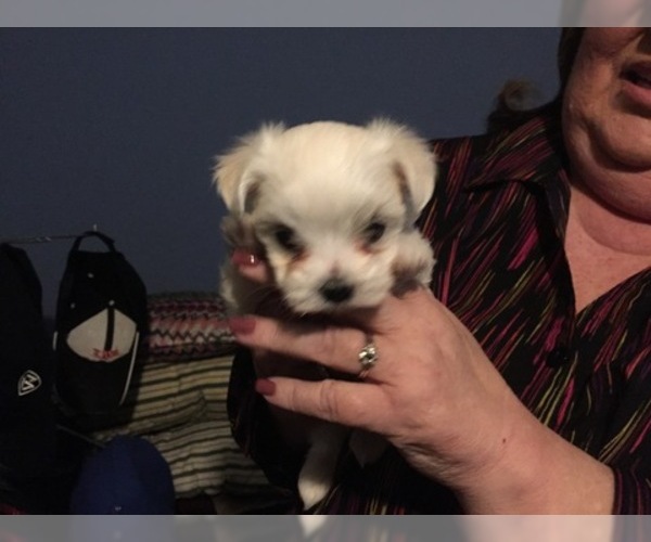 Medium Photo #59 Maltese Puppy For Sale in BRKN ARW, OK, USA