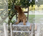 Small Photo #3 Golden Retriever-Poodle (Toy) Mix Puppy For Sale in LITHIA, FL, USA