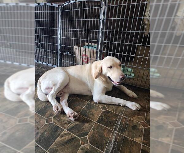 Medium Photo #1 Labrador Retriever-Unknown Mix Puppy For Sale in San Antonio, TX, USA