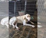 Small Labrador Retriever Mix
