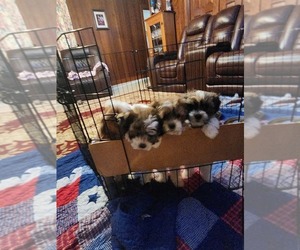 Papitese Puppy for sale in ORANGEBURG, SC, USA