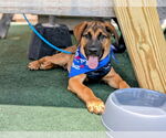 Small #1 Black Mouth Cur Mix