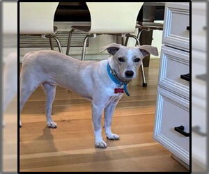 Indigo - Male Chihuahua-Unknown Mix Dog for Adoption - Photo #3