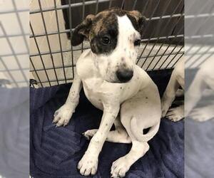 Labrador Retriever-Unknown Mix Dogs for adoption in Conroe, TX, USA