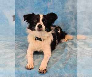 Australian Shepherd Dogs for adoption in New York, NY, USA