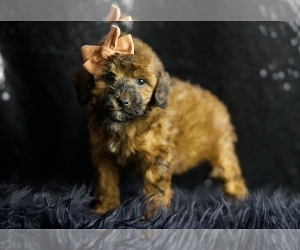 Medium Photo #5 Poodle (Toy) Puppy For Sale in WARSAW, IN, USA