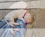 Small Photo #26 Dogo Argentino Puppy For Sale in BROOMALL, PA, USA