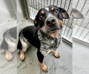 Mutt Dogs for adoption in Santa Cruz, CA, USA